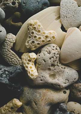 Assorted Rocks and Coral Close-Up