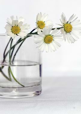 Daisies in a Glass of Water