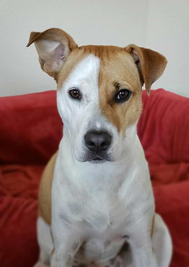 Portrait of a Brown and White Dog