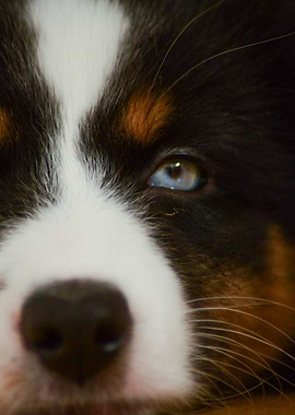 Close-up photo of an Australian Shepherd puppy with Blue Eye