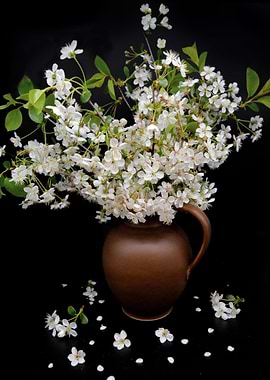 White Blossoms in Brown Pitcher