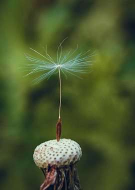 Dandelion Seed on Flower Head