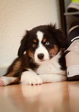 Australian Shepherd puppy with heterochromia