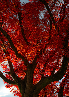 Red Maple Tree in Autumn (Momiji)