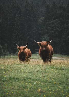 Two Highland Cows in a Meadow
