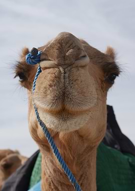 Camel's Face Algerian desert
