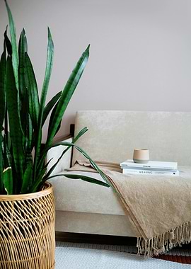Indoor plant and beige sofa setting