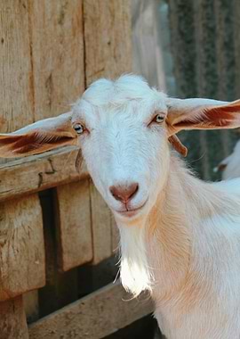 Close-up of a White Goat