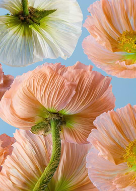 Floral arrangement with poppies on blue