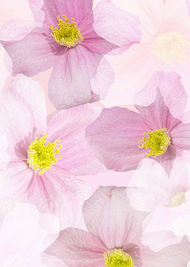 Pink Spring Flowers Background