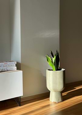 Indoor plant in a modern pot