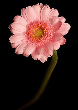 Pink Gerbera Daisy on Black Background