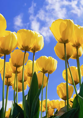 Yellow Tulips Against Blue Sky