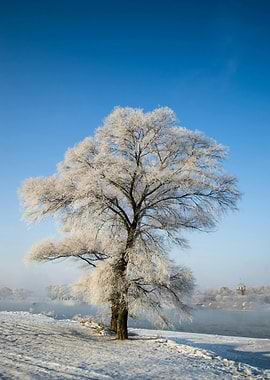 Frosty Tree in Winter Landscape