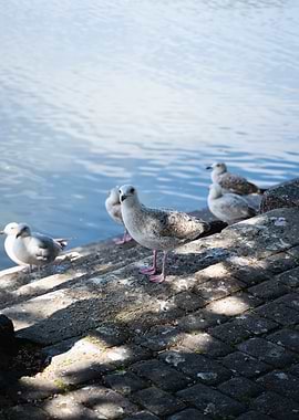 Seagulls by the Water