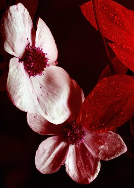 Floral Still Life with Red Leaves