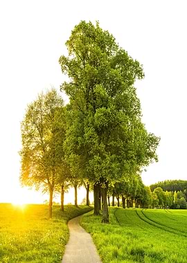 Path through trees at sunset