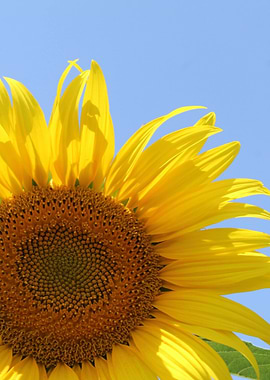 Sunflower against a blue sky