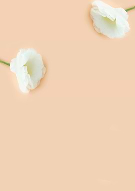 White Flowers on Peach Background