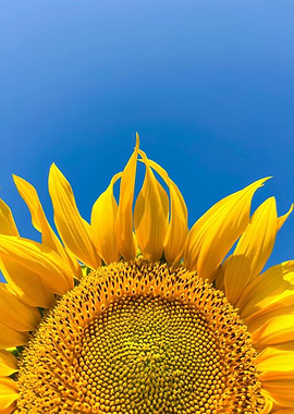 Sunflower against a clear blue sky