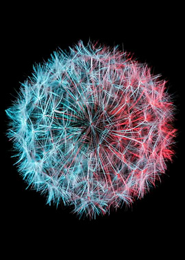 Dandelion Seed Head with Red and Blue
