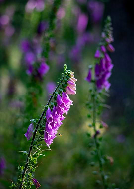 Purple Foxglove Flowers in Natural Setting