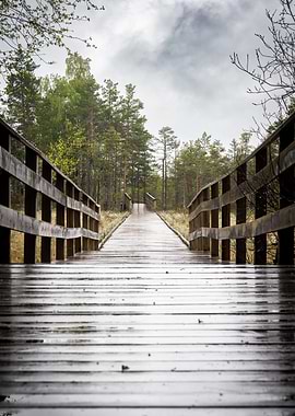 Wooden bridge through forest landscape
