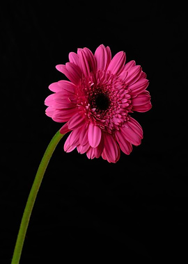Pink Gerbera Daisy on Black Background