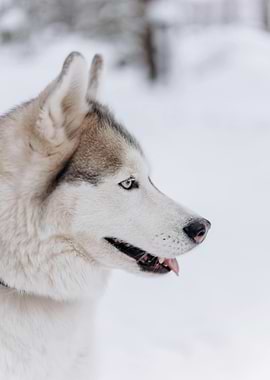 Husky in Winter Wonderland
