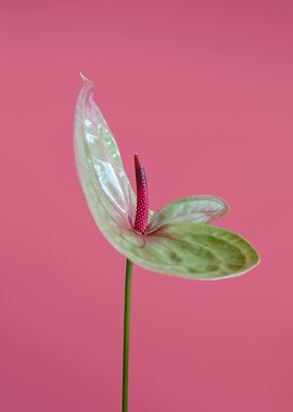 Anthurium Flower on Pink Background