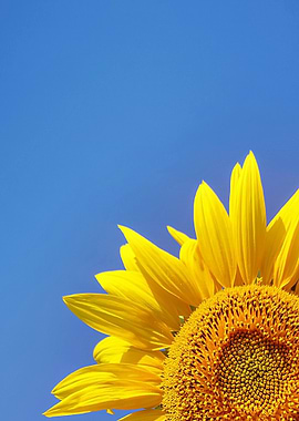 Sunflower against a blue sky