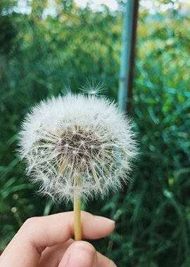 Dandelion Seed Head in Hand