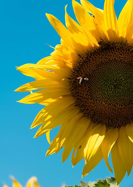 Sunflower with Bee Against Blue Sky