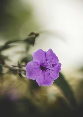 Purple Flower Close-Up