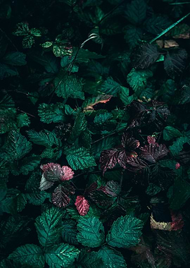 Lush Green and Red Leaves
