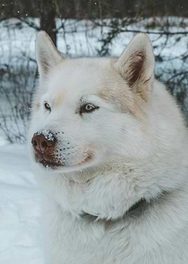 White Husky in Winter Wonderland