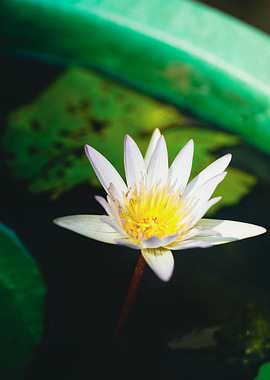 White Lotus Flower Close-Up