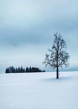 Winter landscape with tree and snow