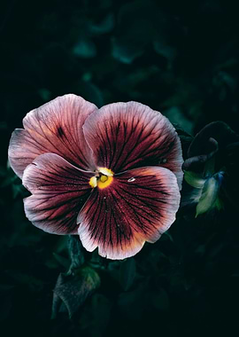 Maroon and Pink Pansy Flower