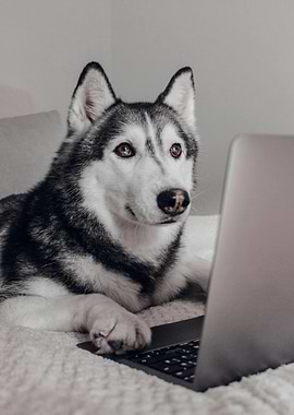 Husky using a laptop on bed