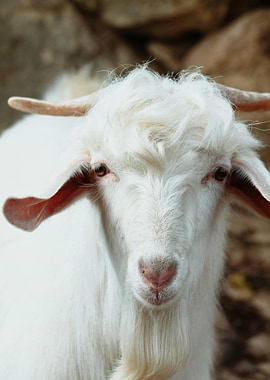 Close-up of a White Goat