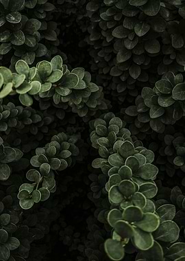 Dark Green Leaves Close-Up