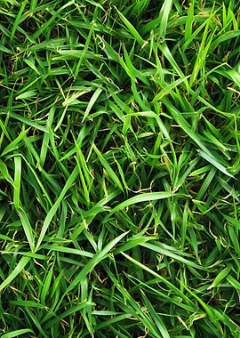 Lush Green Grass Close-Up