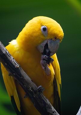 Golden Conure on Branch