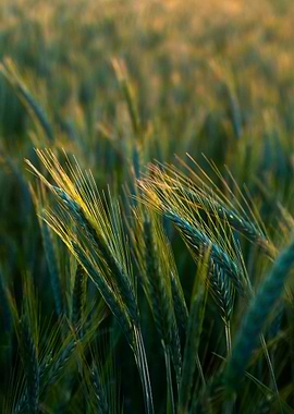 Wheat Field Close-Up