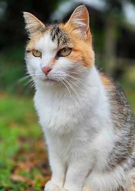 Calico Cat Portrait
