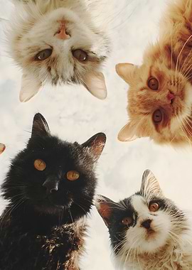 Four Cats Looking Down