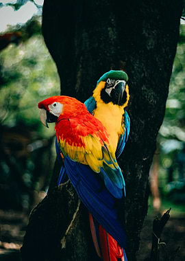 Two Colorful Macaws on a Tree