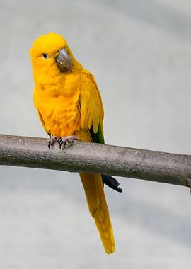 Golden Conure Perched on Branch