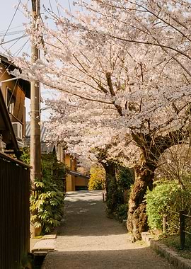 Cherry Blossoms path in Kyoto